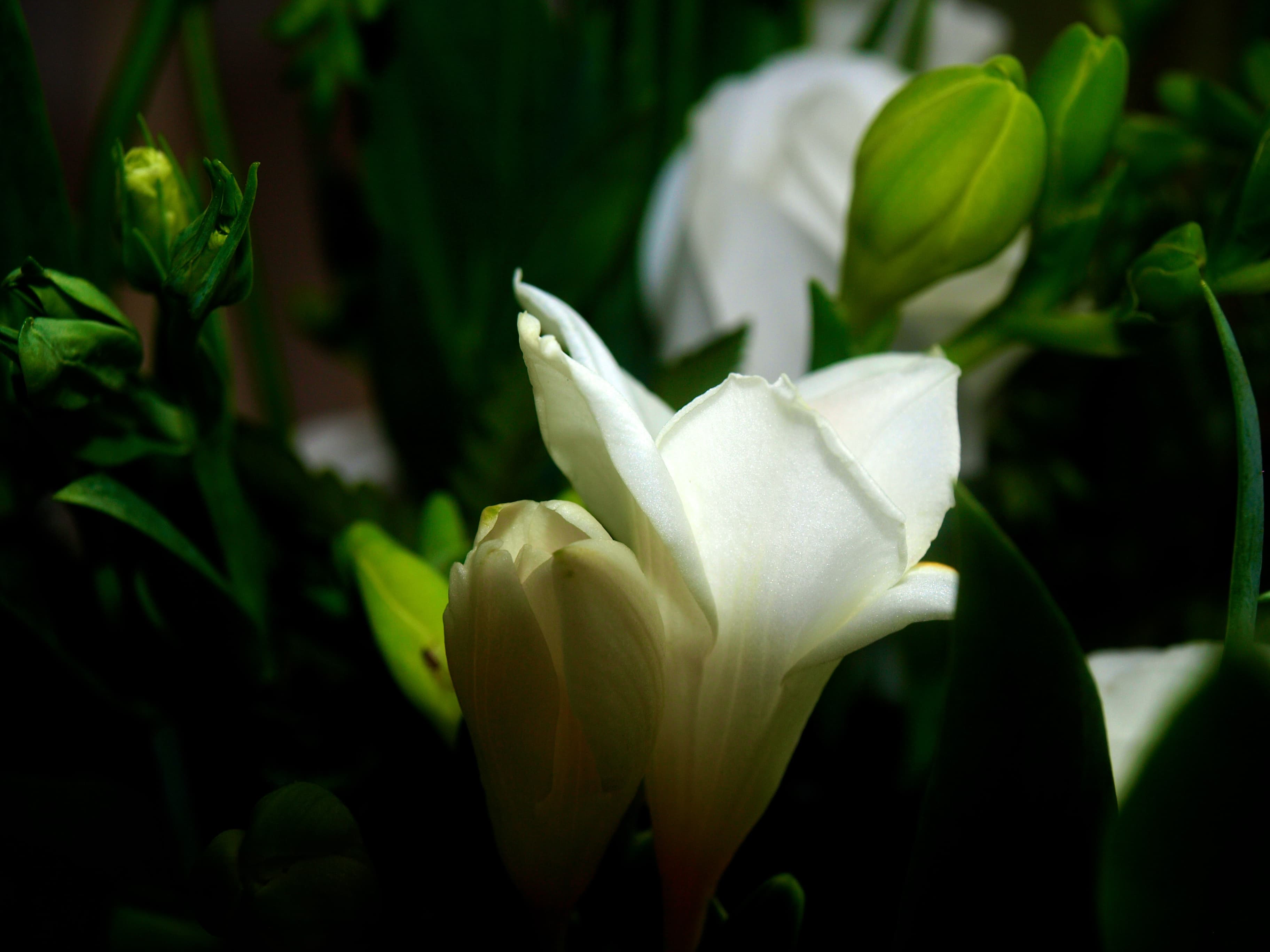 Flowers — close-up study